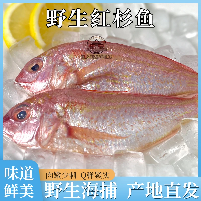 新鲜海捕红杉鱼红三金线鲜活冷冻瓜三海鲜水产黄肚鱼鲜美鲜嫩味道