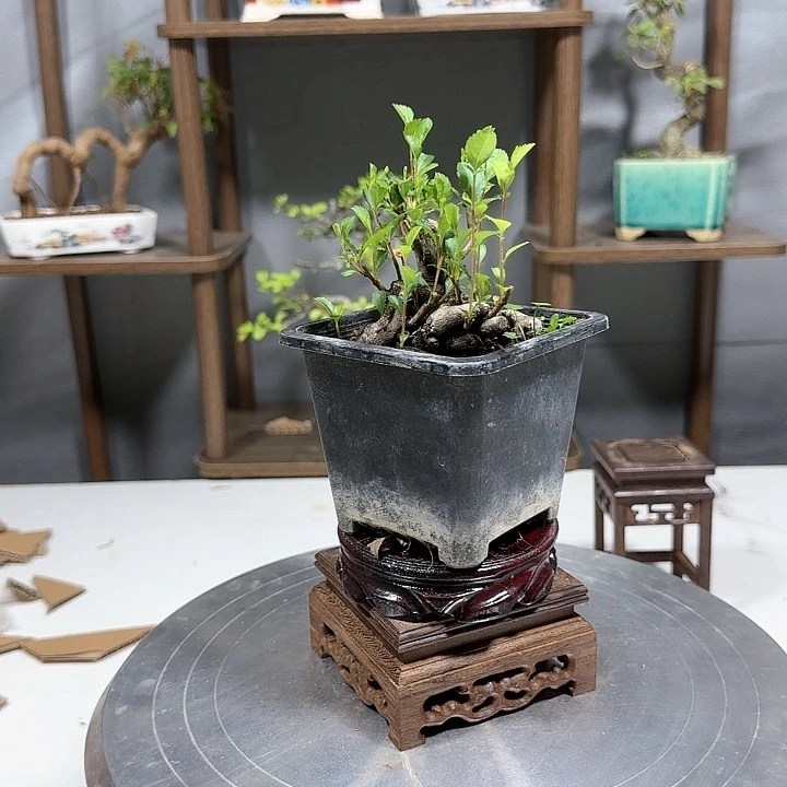 精品小微盆景一物一拍