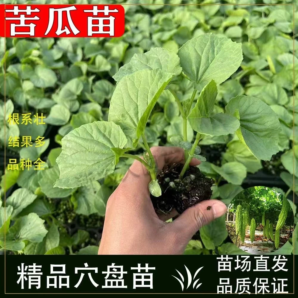 苦瓜苗苦瓜秧苗早熟高产苦瓜苗大肉苦瓜苗青苦瓜苗带土发货育苗