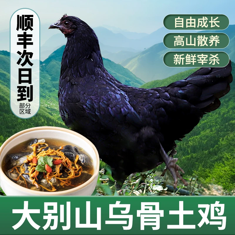 土鸡精选品质五黑鸡新鲜宰杀冷冻运输正宗农家散养乌骨鸡味美乌鸡