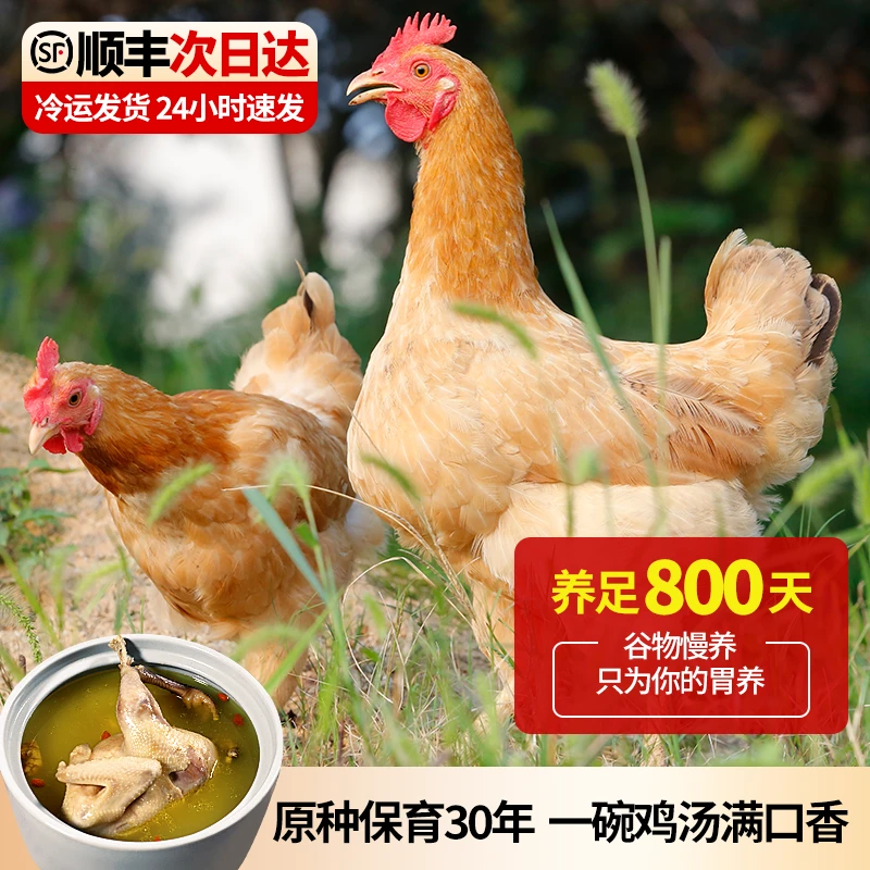 走地鸡土鸡农家散养鸡皖南品质老母鸡散养土鸡新鲜宰杀土鸡整只