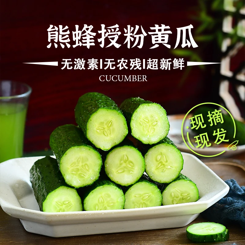 蜂果家自然熟黄瓜 鲜嫩青瓜 山东农家黄瓜天然清脆爽口孕妇可生吃