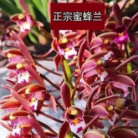 贵州大山蜜蜂兰花岩兰多花兰诱蜂兰招蜂兰花盆景室内外四季可种nu
