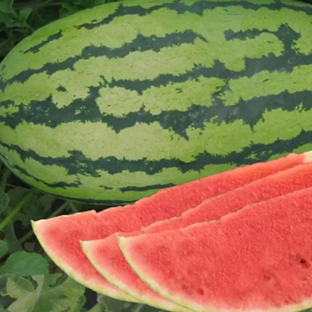 懒汉瓜王西瓜秧苗巨型无籽大红瓤超甜石头瓜好管理西瓜秧苗