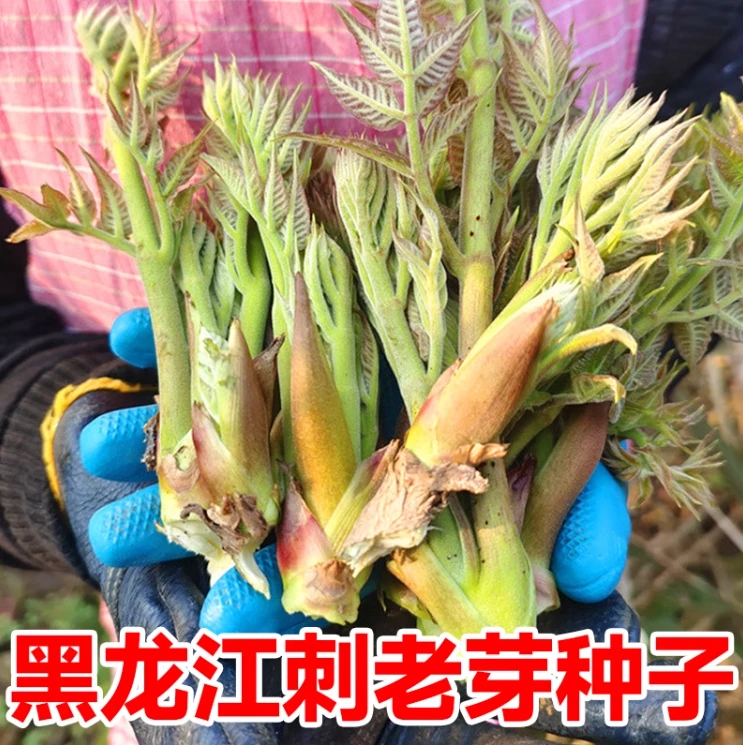 刺龙芽菜种子刺龙芽苞种子四季播种阳台盆栽小院种植简单高产