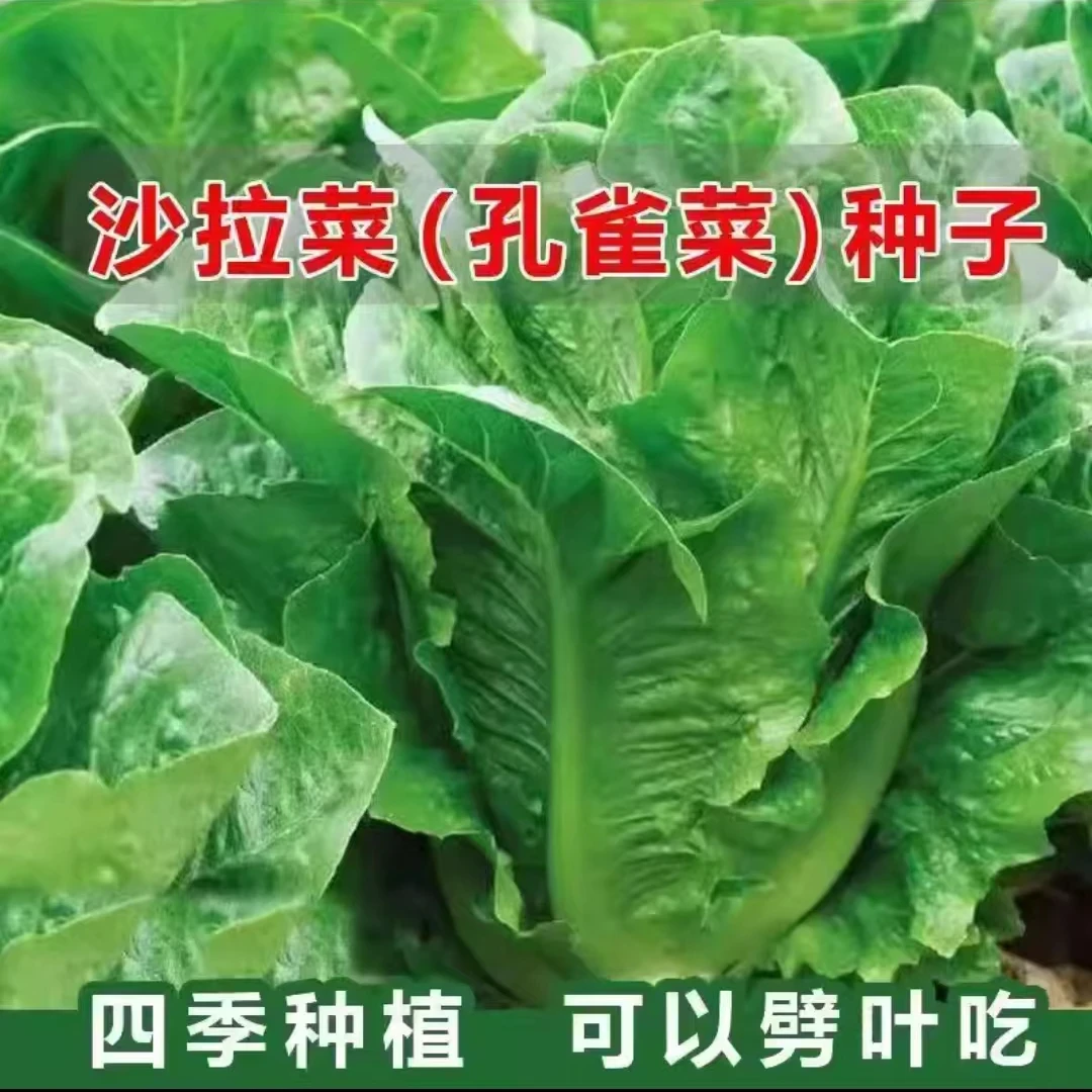 【直立孔雀菜】种子四季种植夏季速生生吃脆甜直立生菜盆栽绿色蔬菜