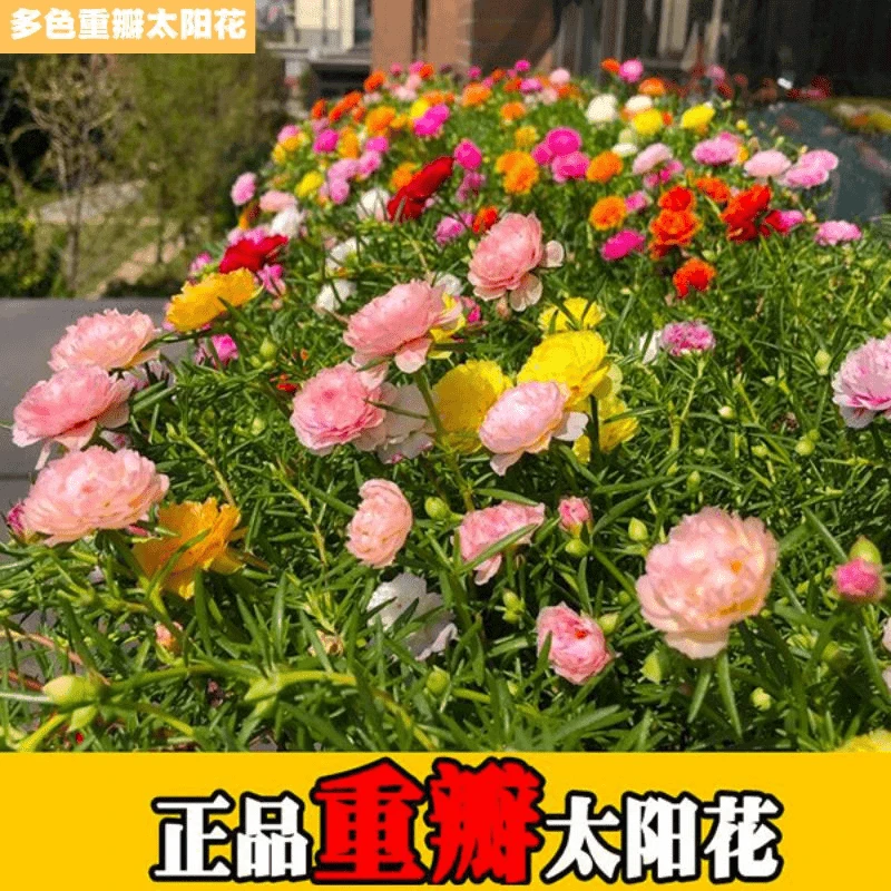 【重瓣太阳花】种子四季播种开花 花种子籽七彩花籽室内外易活盆栽
