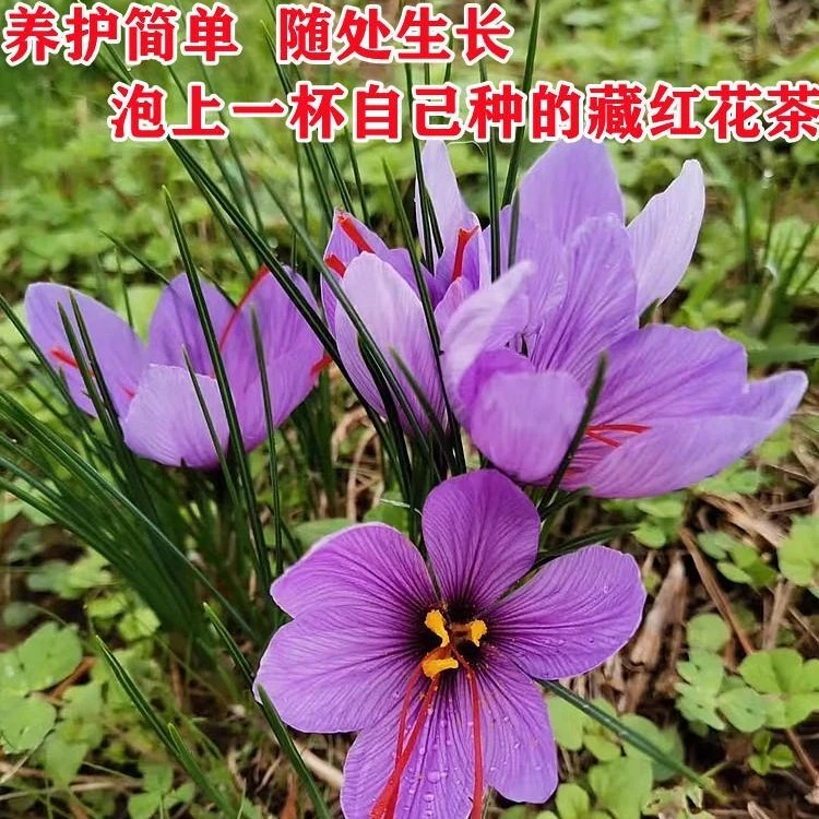 藏红花种球四季种植室内阳台花卉植物夏季冬季藏红花种球根盆栽L