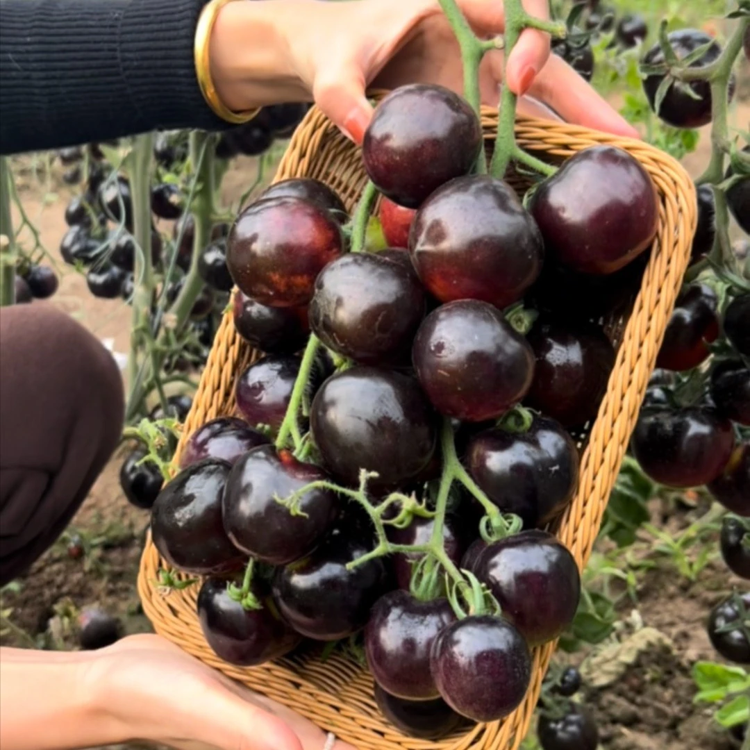 【基地直销黑色番茄】黑色小番茄秧苗盆栽四季小西红柿蔬菜黑圣女
