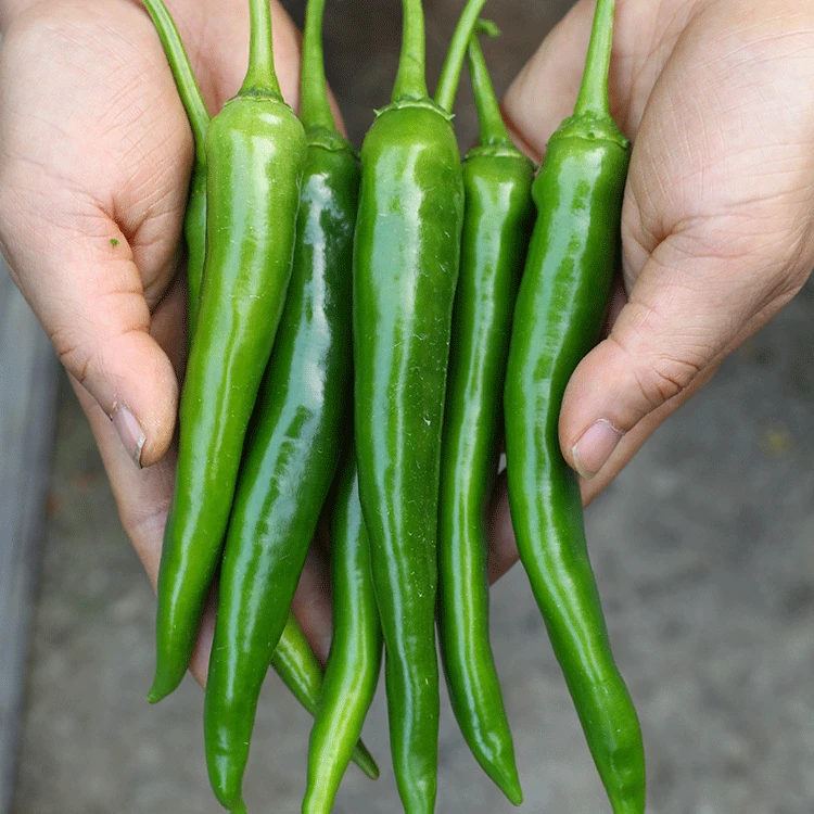 【杭椒种子】杭椒种籽辣椒种子四季特辣南北方辣蔬菜孑辣子种子