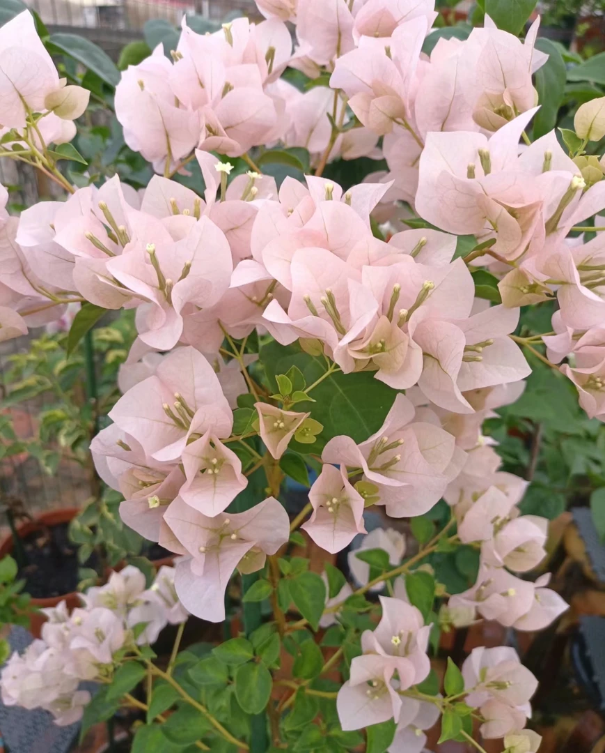 金边五宝嫁接老桩