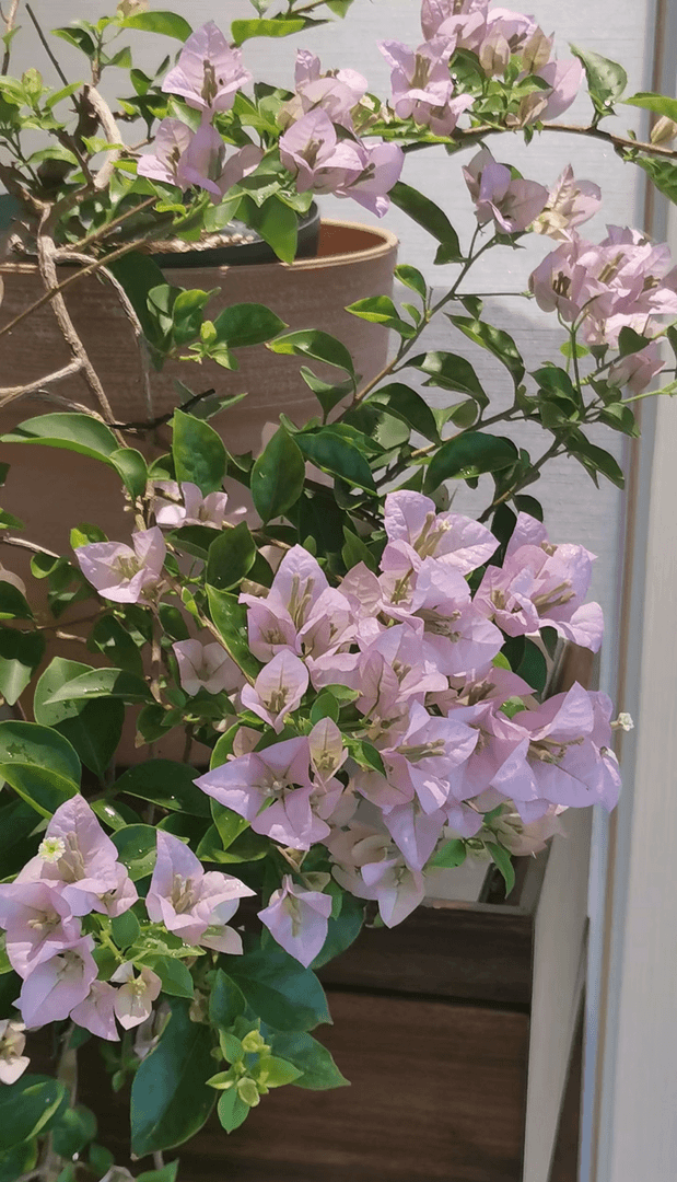 【伊娃苹果花】原生扦插盆苗拉高飘三角梅（英文翻译：Apple flower）