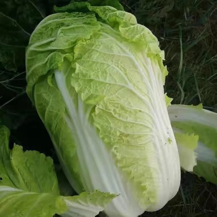 顺丰包邮苏北霜冻黄心大白菜农家露天鲜嫩冬季上汤佳品3-5斤装