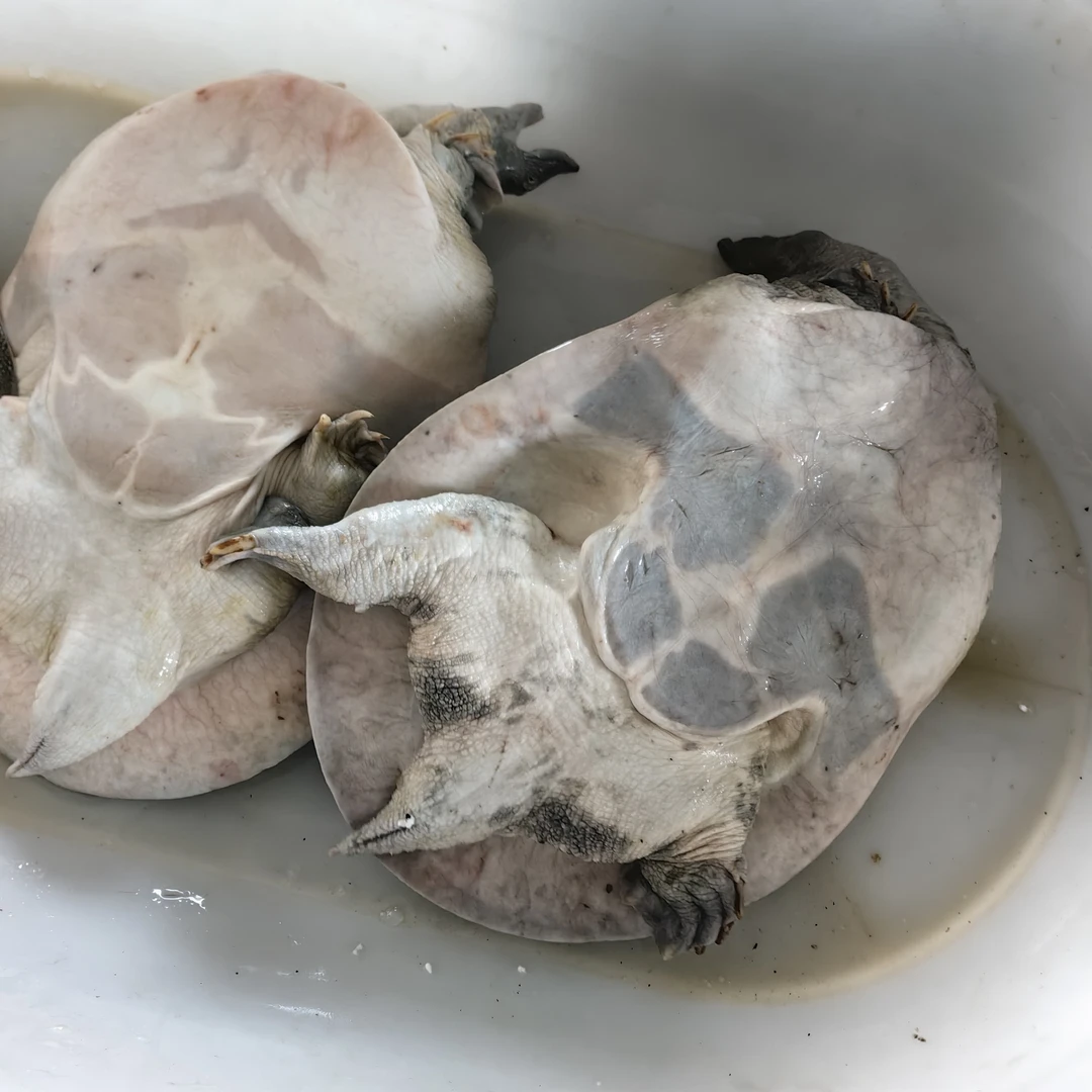 微瑕，江西老甲鱼