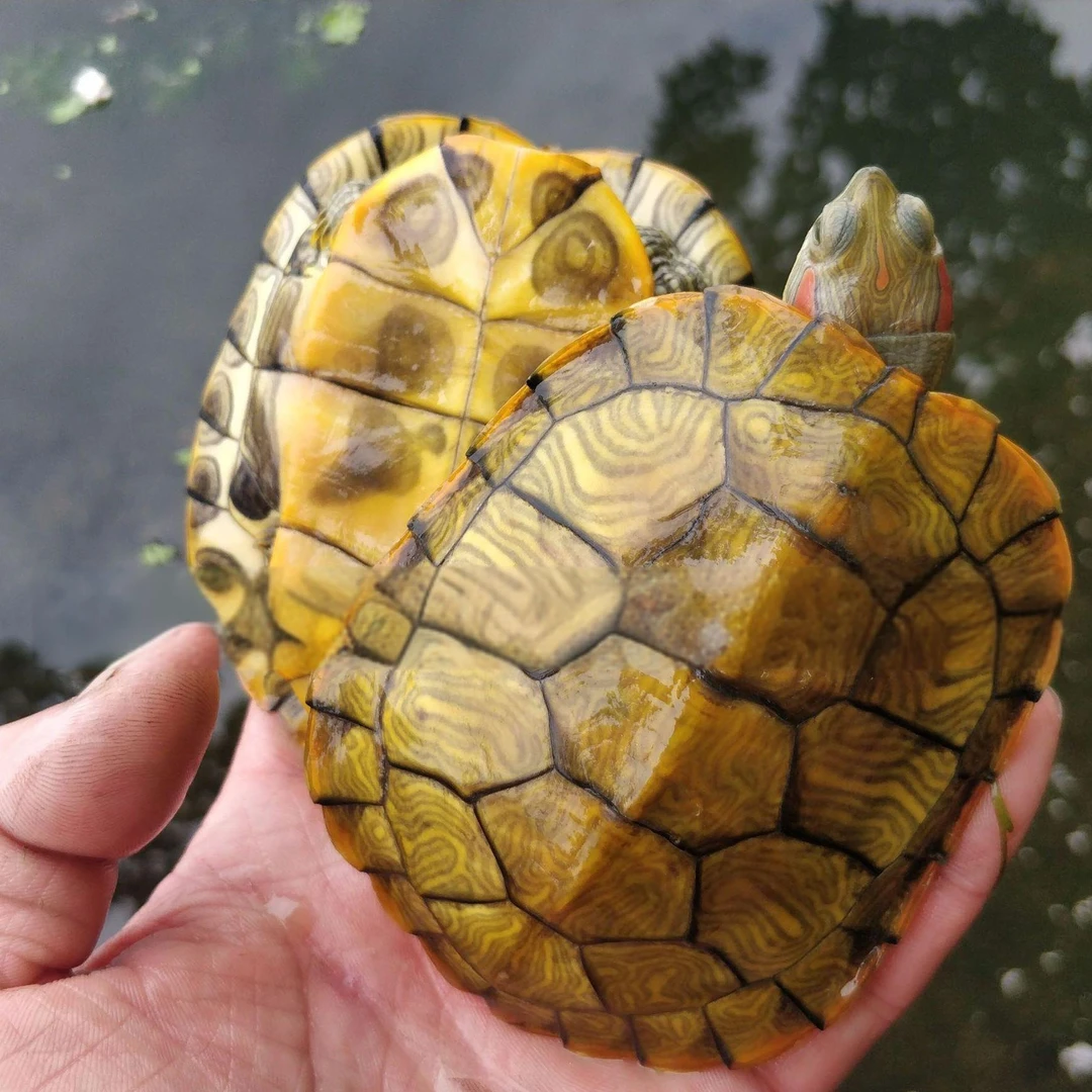 外塘大小巴西龟乌龟活体宠物巴西苗子招财龟炫彩巴西小甲鱼苗龟蛋