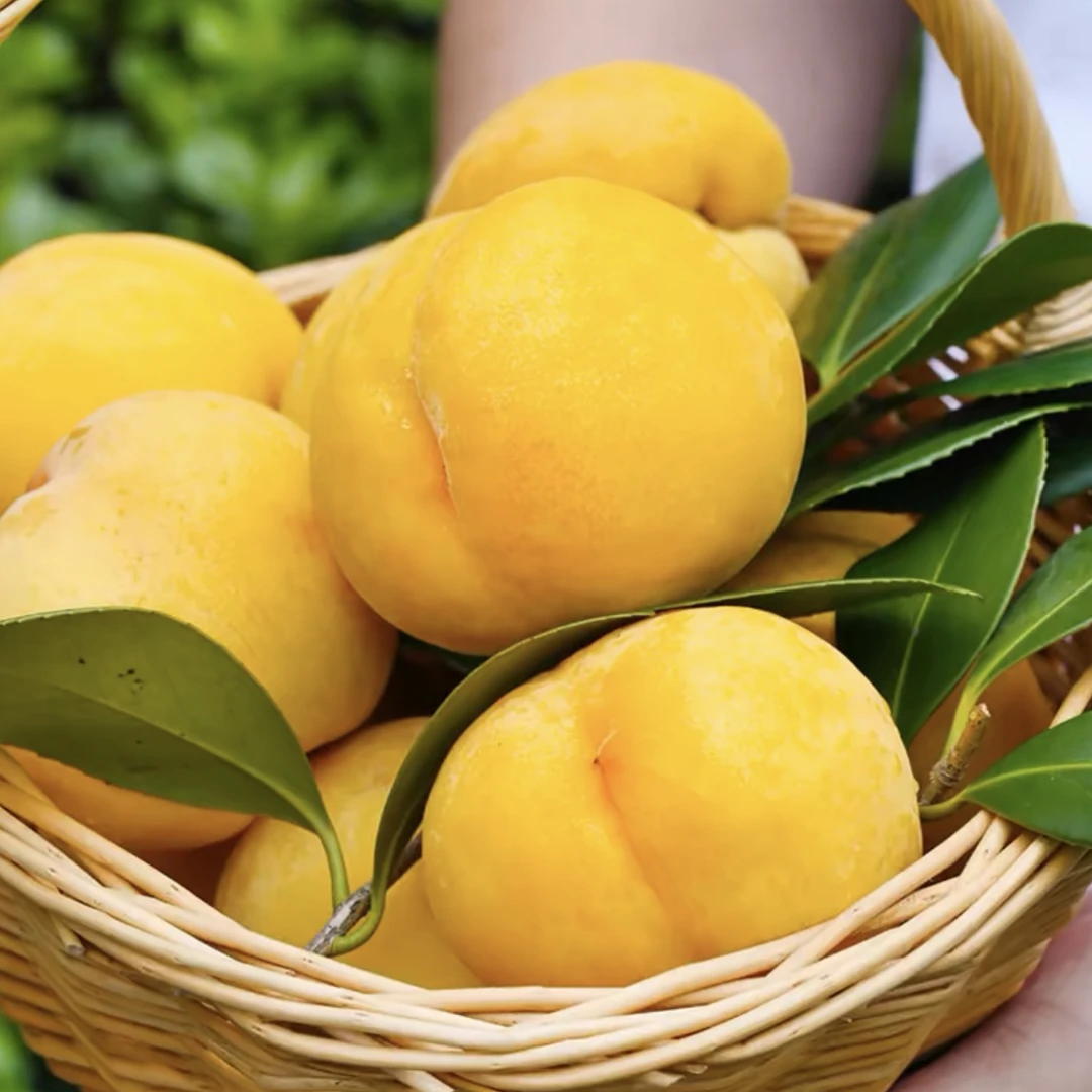 蒙阴锦香黄桃黄金蜜水蜜桃（坏果包赔）新鲜好吃香甜多汁