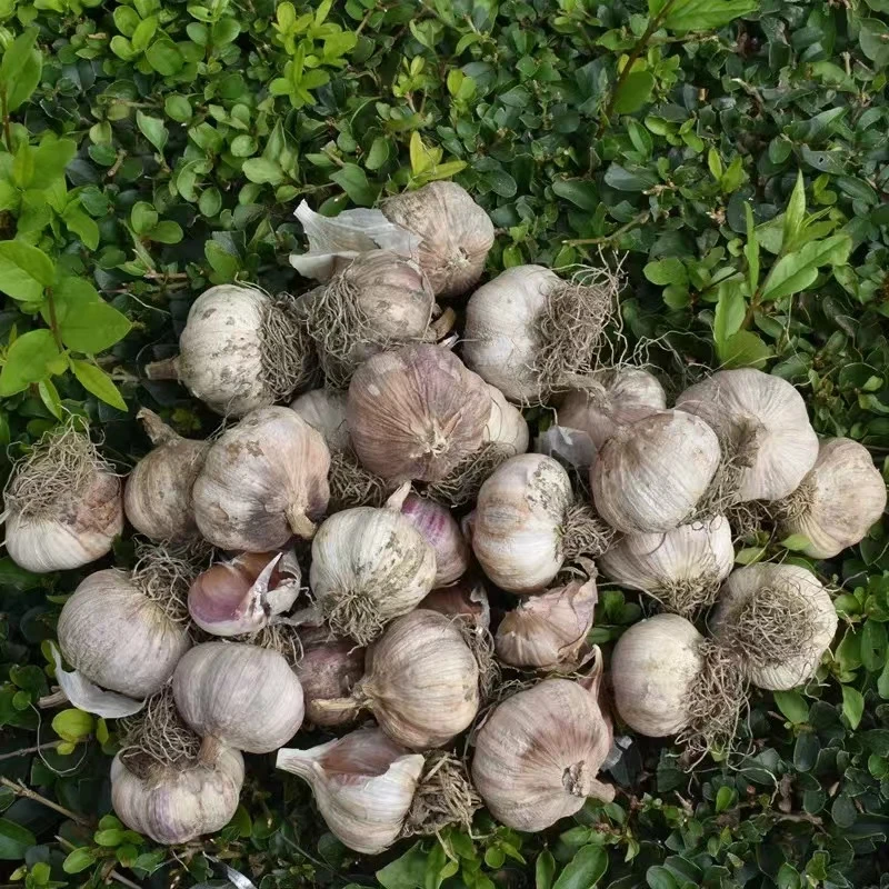 东北新鲜晒干紫皮蒜5斤