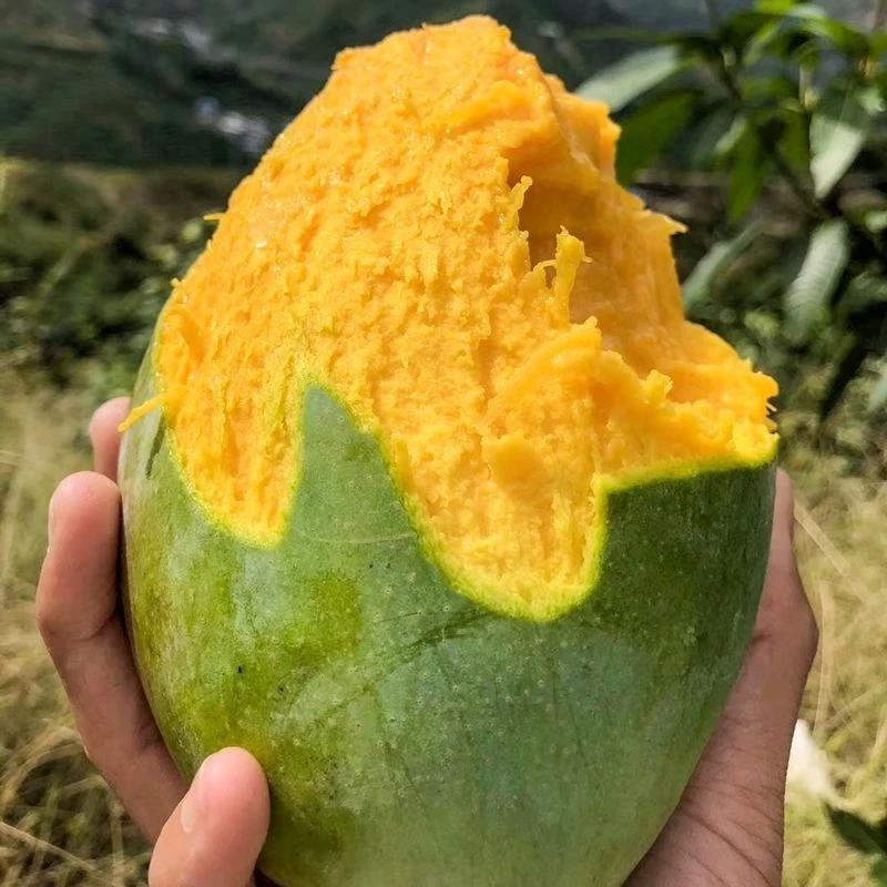 四川攀枝花凯特芒果鹌鹑蛋大果新鲜香甜多汁肉嫩细腻整箱主播