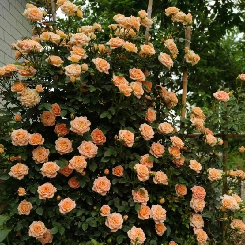 【甜梦】爬藤月季重瓣四季开花