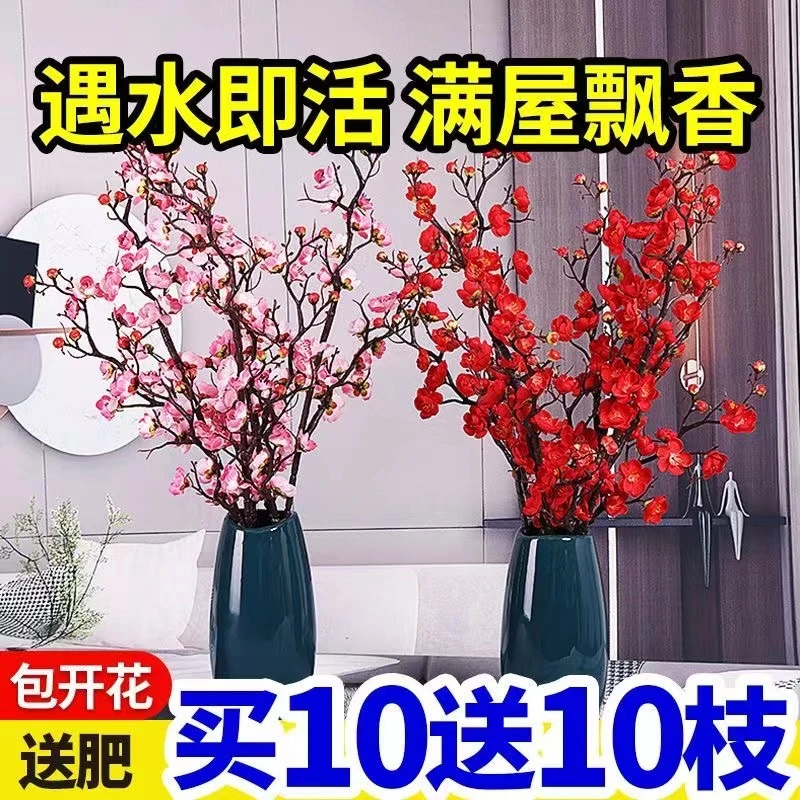 【年宵爆款】干枝红梅浓香水培梅花耐寒梅花枝好养新年客厅摆放花