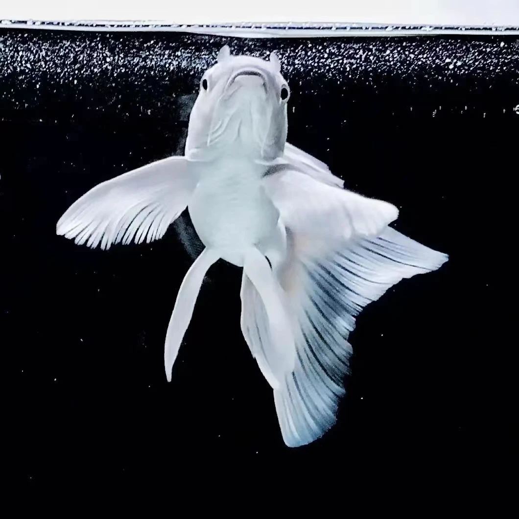 练手普身蝴蝶鲤13～15公分下单备注颜色不备注的随机发黄金银白色