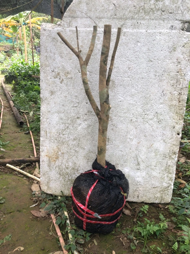 金花茶树桩，4到6公分，带土球发货