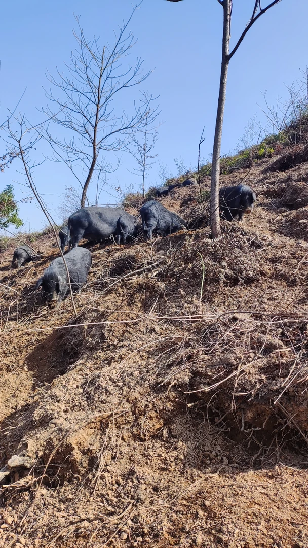 3号改价链接现挑现称现上链接）顺丰包邮，高山跑山藏山猪4斤起拍