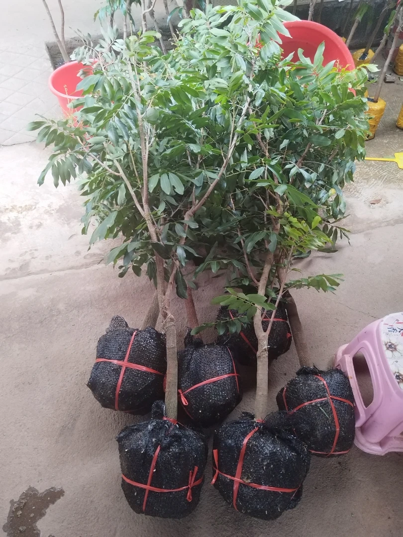 直播间植物一物一拍