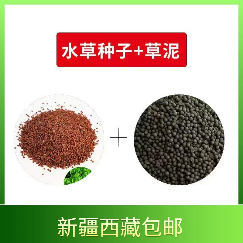 1（新疆包邮）水种子水泥快速造景套装桌面微景观水培缸生态鱼缸