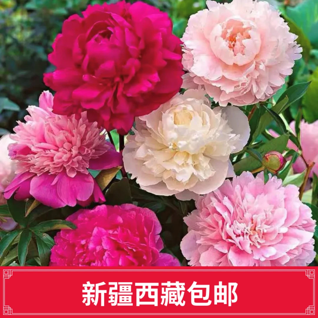 【新疆西藏包邮】重瓣芍药花种子 混色浓香花大花花籽庭院阳台盆栽