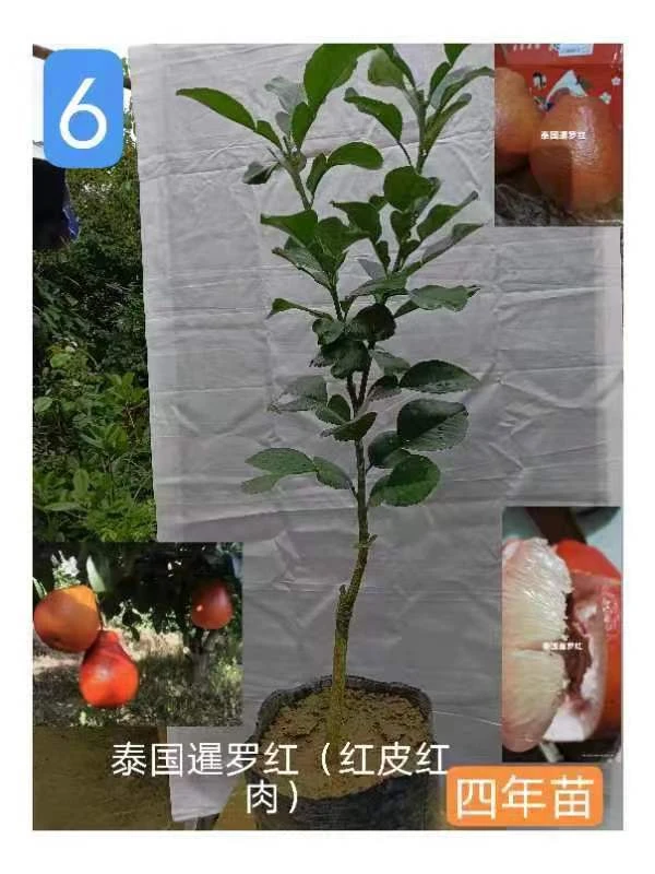 泰国瞿罗红柚子苗泰国瞿罗红柚子苗