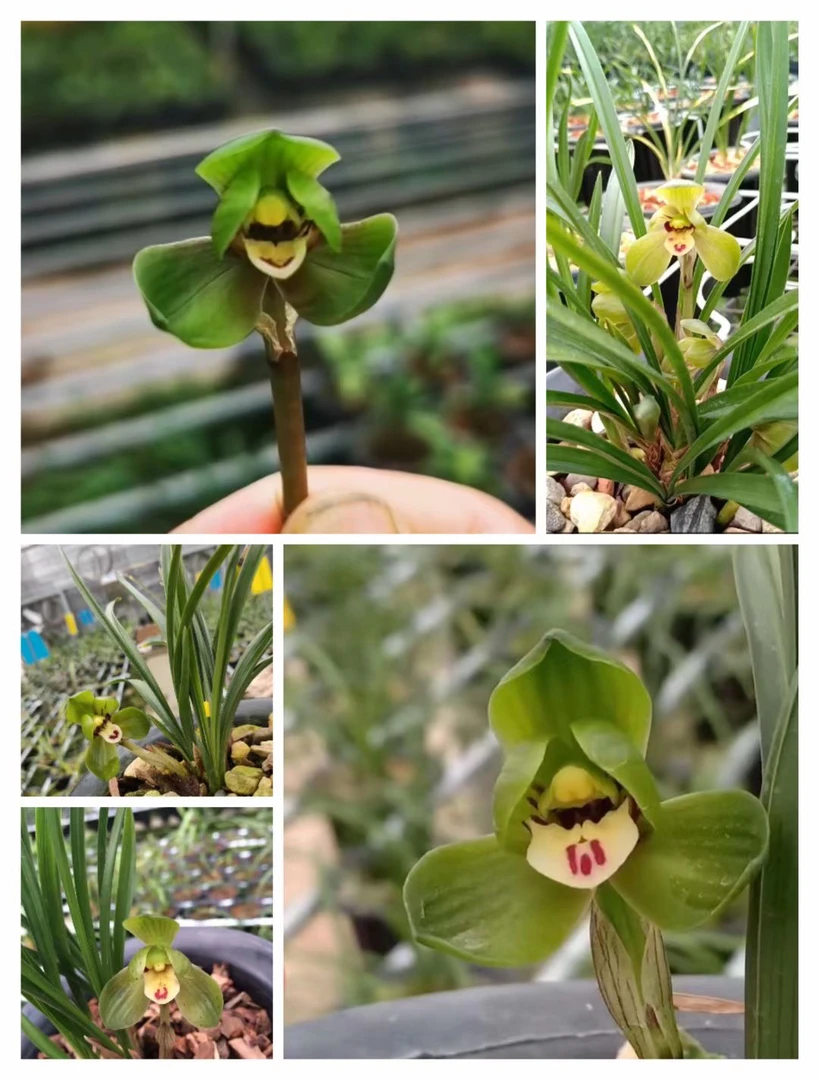 春兰-环球荷鼎名品荷瓣花裸根发货6苗以上