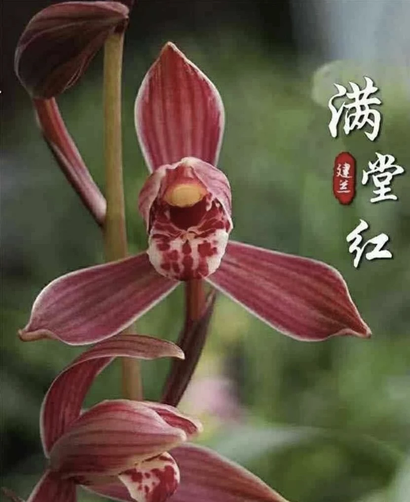 建兰红兰花花卉兰花兰草八大红花满堂红