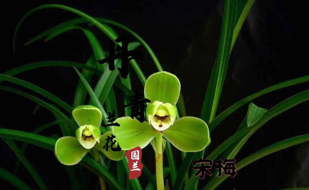 春兰传统老名片随机一组裸根发货