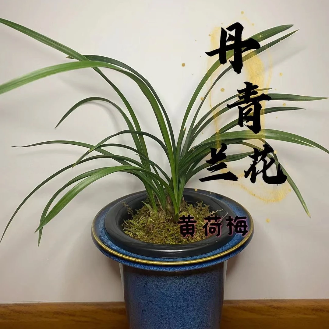 【丹青兰花】春兰黄荷梅卧室阳台绿植盆栽