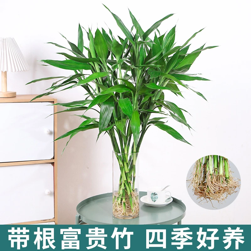 带根发货基地直销精选富贵竹正宗水培水养好养活精品爆款植物室内