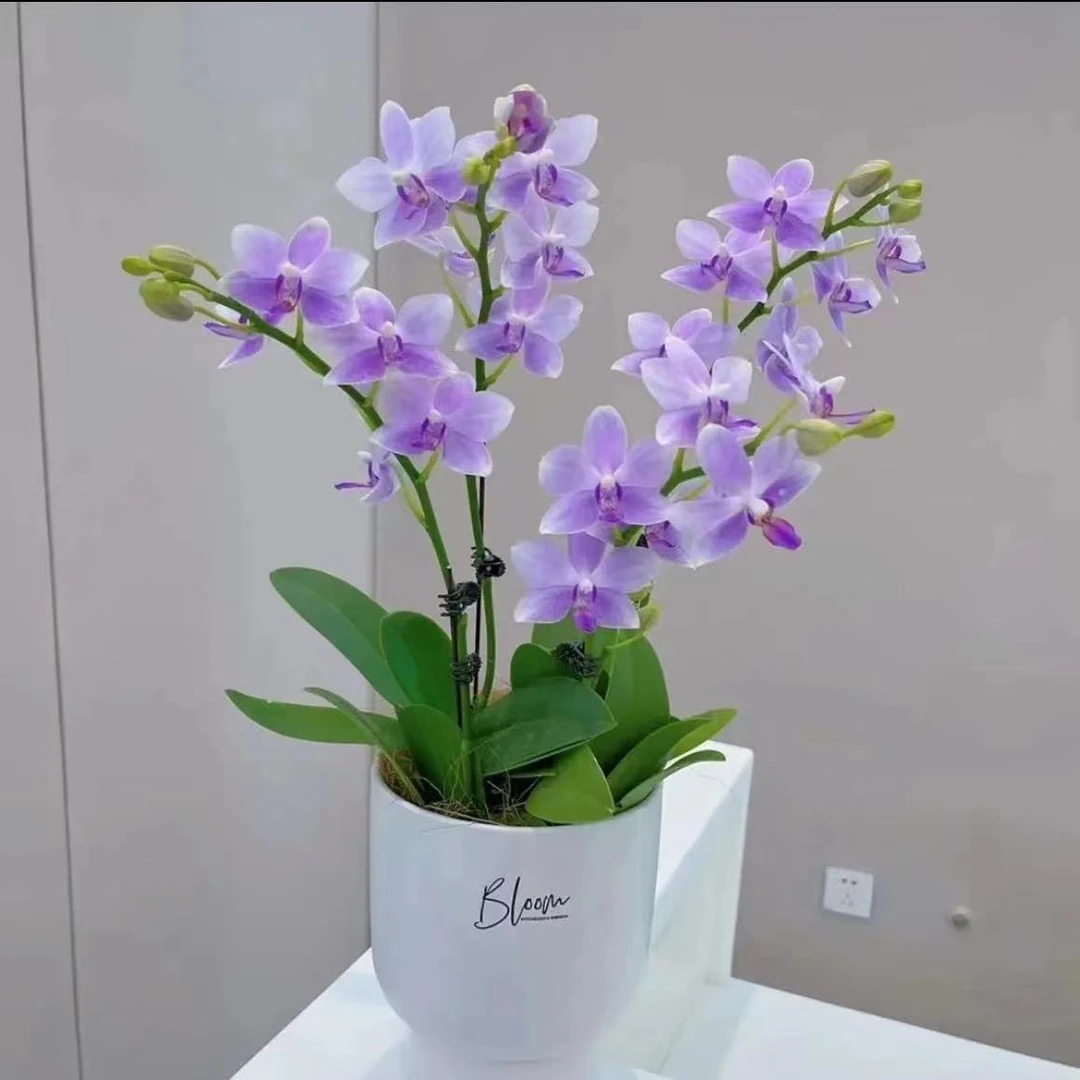 蝴蝶兰大花苗带花剑带剑梗盆栽植物花卉四季好养兰花大苗客厅室内