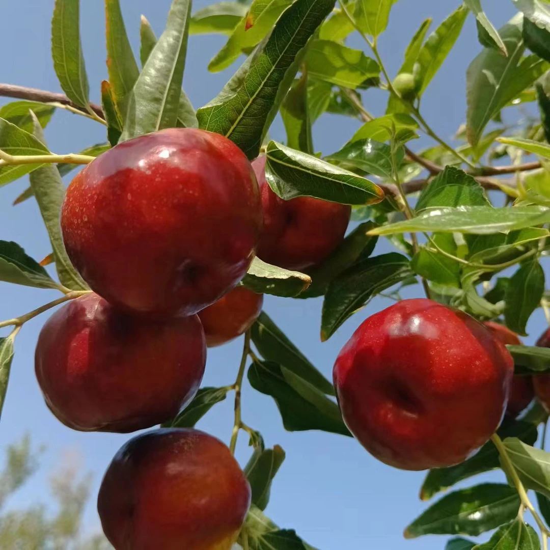 【 顺丰空运包邮】新疆和田大漠蟠枣4斤±150g左右