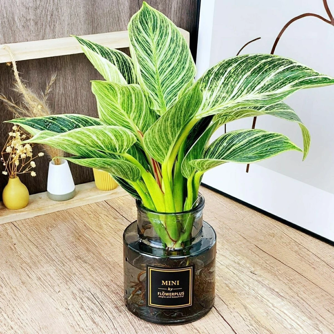 铂金钻水培植物庭院适合净化空气办公室桌面防辐射吸甲醛花卉盆栽