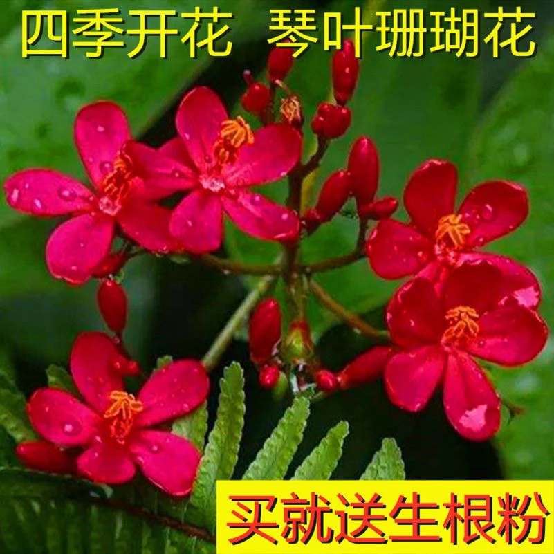 琴叶珊瑚花四季全年花苞不断盆栽 变叶珊瑚 琴叶樱 南洋樱 日日樱