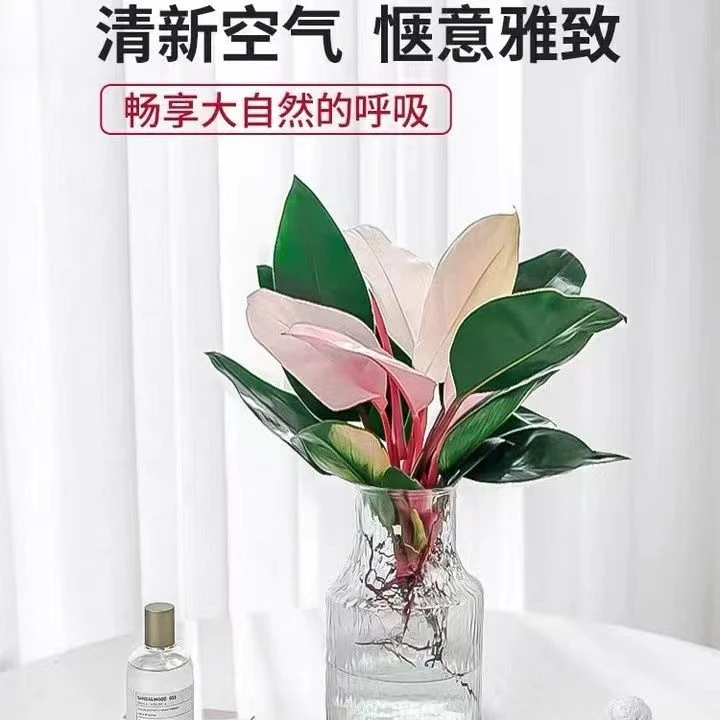 粉钻水培植物土培绿植粉公主蔓绿绒室内好养植物客厅办公室吸甲醛