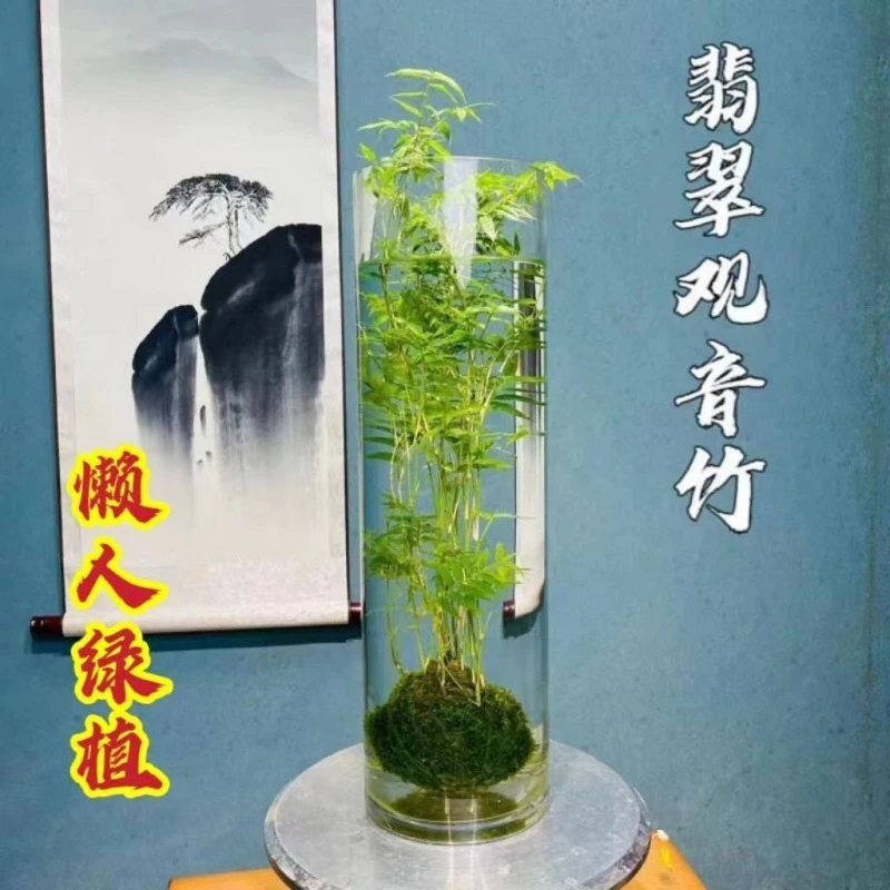 水培植物绿植盆栽室内绿植盆栽室内绿植盆栽室内水培植物客厅盆景
