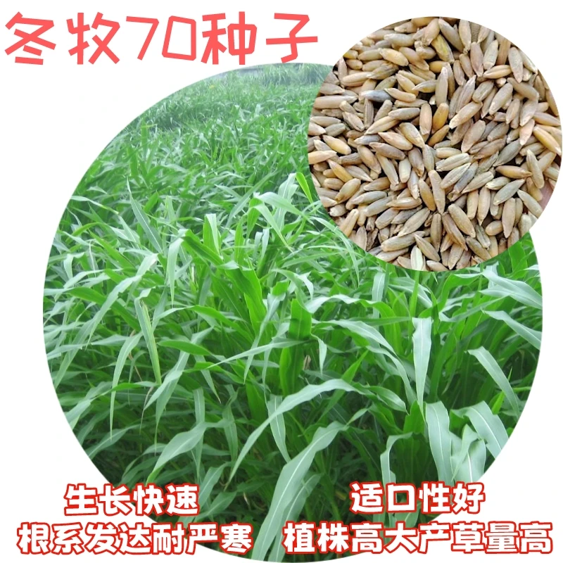 DUYUANDONG/杜原东冬牧70黑麦草种子四季养殖多年生耐寒种子草种