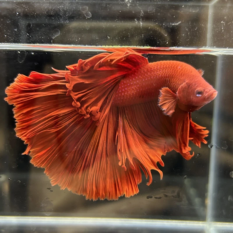 C16（361-384）精品泰国斗鱼小型热带观赏鱼耐活（直播间选鱼）