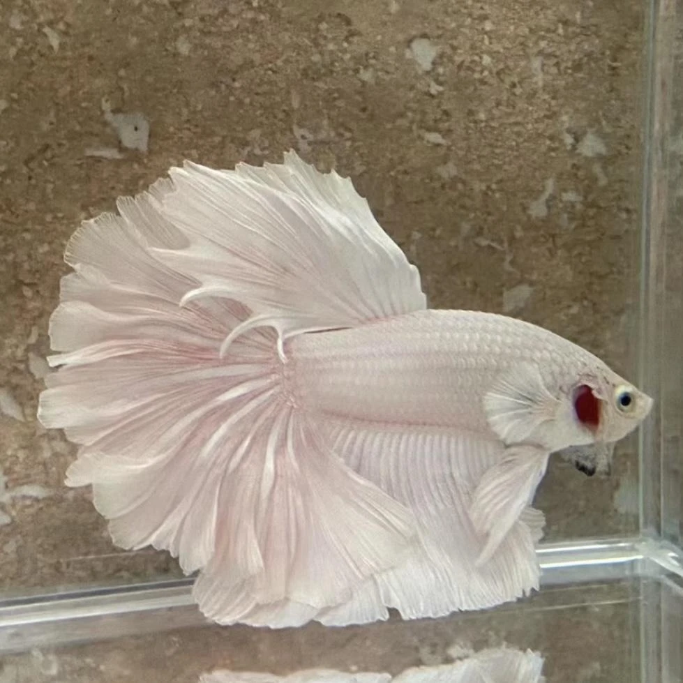 B13（289-312）泰国斗鱼活体精品观赏鱼活体（直播间选鱼）