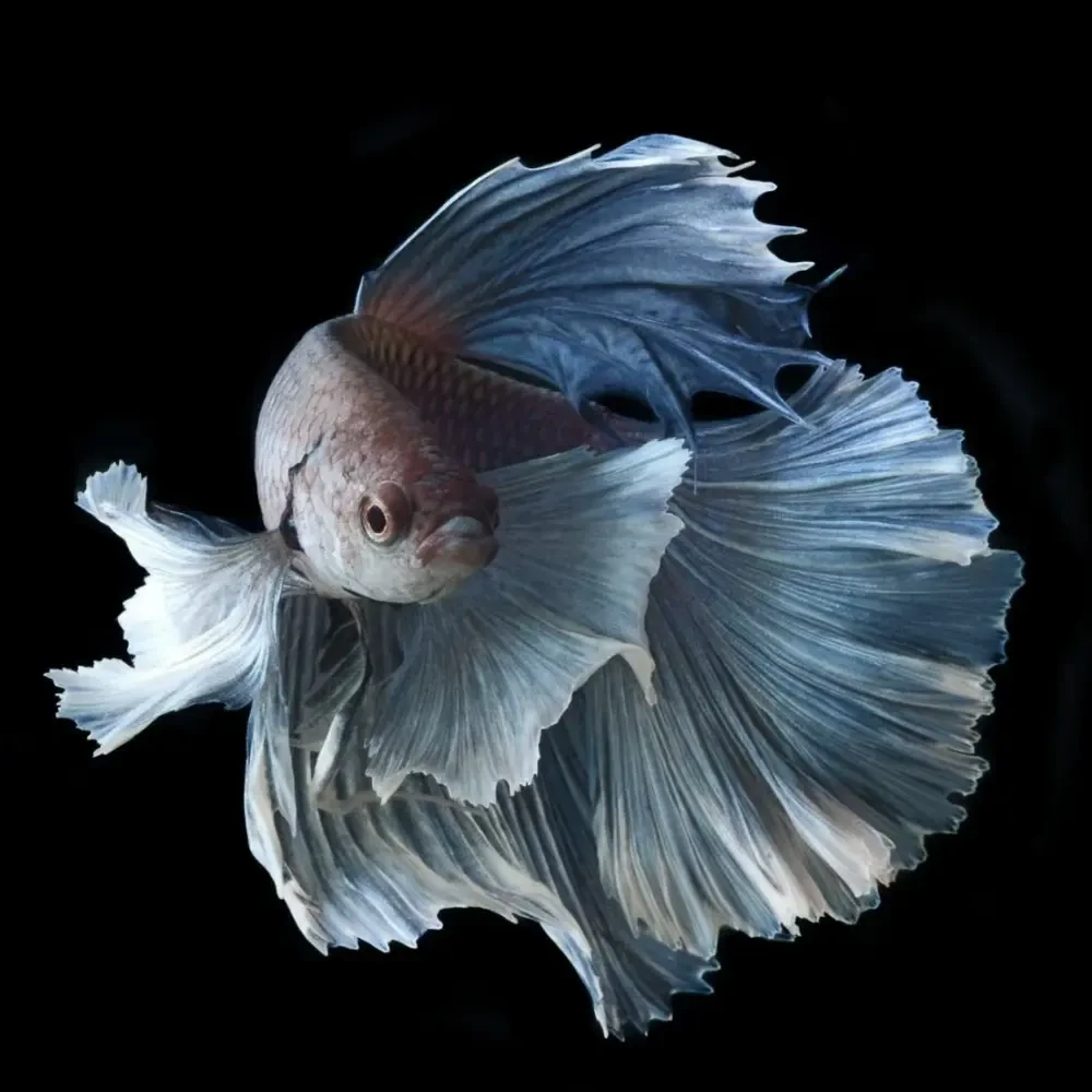 D18（409-432）精品泰国斗鱼小型热带观赏鱼耐活（直播间选鱼）