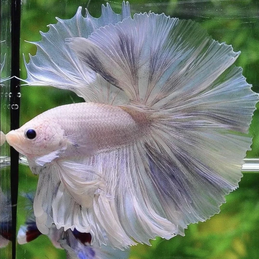 C11（241-264）泰国斗鱼活体精品观赏鱼活体（直播间选鱼）