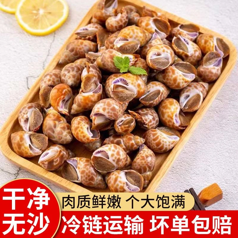 【顺丰包邮】新鲜花螺商用无沙无泥花螺海螺东风螺半成品海鲜水产