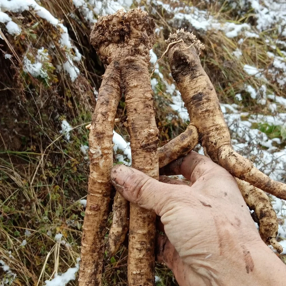 武都深山老参泡水煮水当参干货