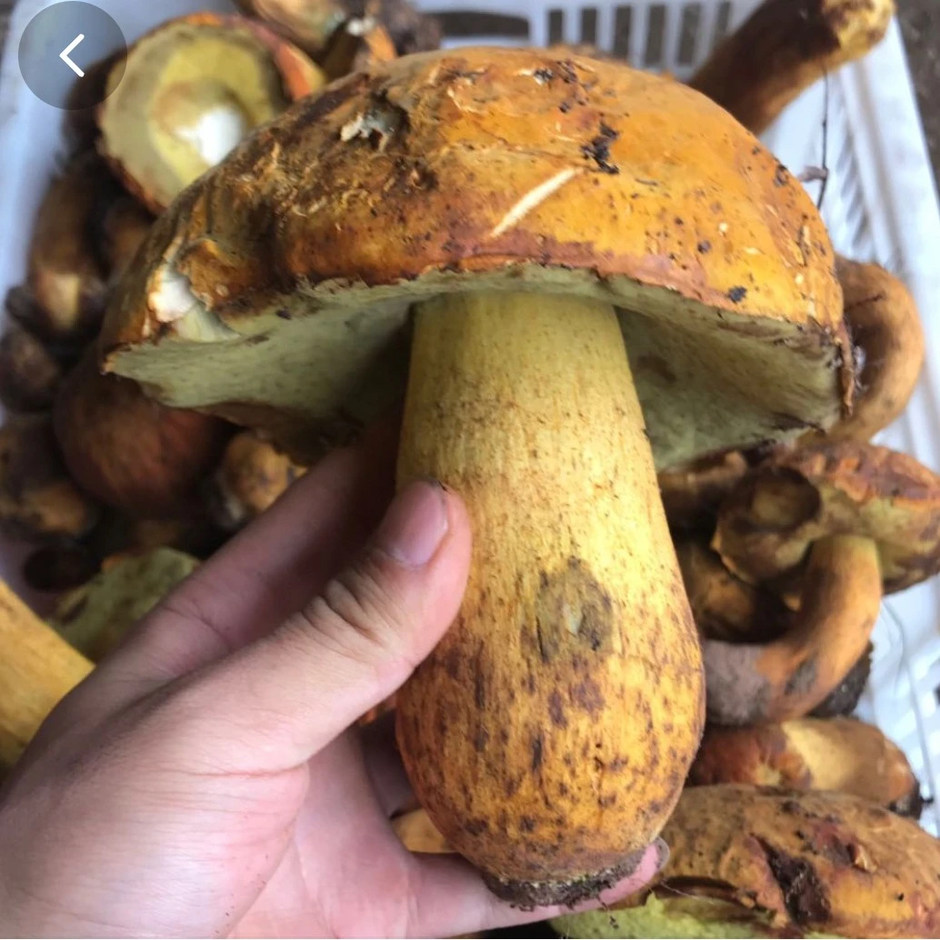 甘肃陇南野生牛肝菌（大山里自然生长）